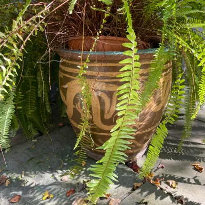 Sale Photo Thumbnail #14: Large Asian-style ceramic glazed planter featuring a dragon motif, housing a lush potted fern outdoor on a patio.