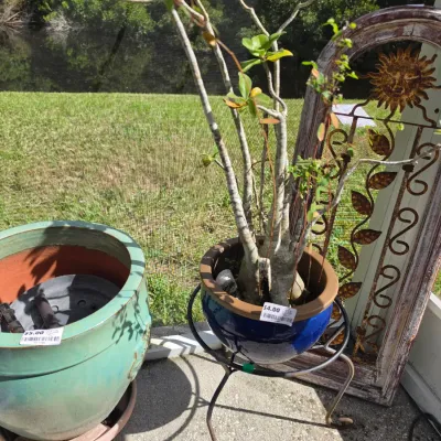 Sale Photo Thumbnail #341: Potted desert rose plant in a cobalt blue ceramic planter on a metal stand, displayed alongside a large turquoise glaze ceramic pot and decorative metal sun wall art.