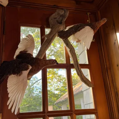 Pair Of Mounted Ptarmigan Taxidermy Ruffed Grouse