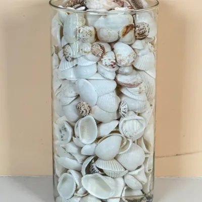 Vase With Large Collection Of White Sea Shells