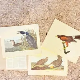 Sale Photo Thumbnail #199: Group of vintage John James Audubon bird prints featuring loons, a hawk, and grouse.