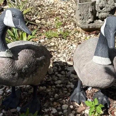 Pair of Life-Size Canada Goose Plastic Garden Decoys – Realistic Wildlife Yard Decor