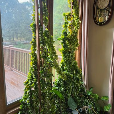 Sale Photo Thumbnail #135: Mature Hoya carnosa 'Compacta' (Hindu Rope Plant)