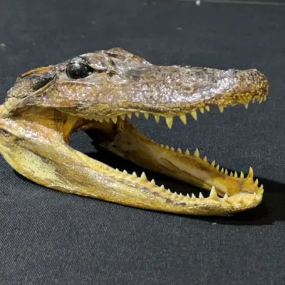 Sale Photo Thumbnail #46: Taxidermy preserved alligator head featuring open jaws with visible teeth and glass eye insert.