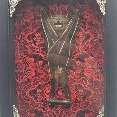 Sale Photo Thumbnail #52: Gothic taxidermy bat specimen mounted inside a black shadow box frame with red damask backing and ornate silver corner brackets.