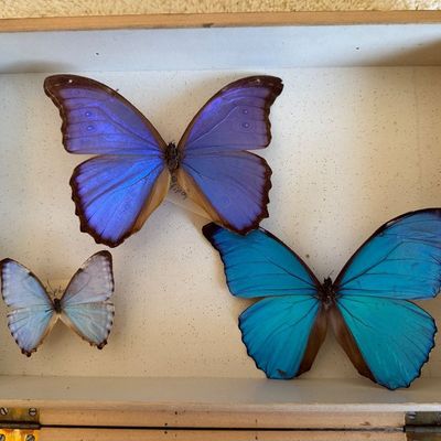 Sale Photo Thumbnail #87: Set of three preserved iridescent blue morpho butterfly specimens pinned inside a wooden shadow box frame.
