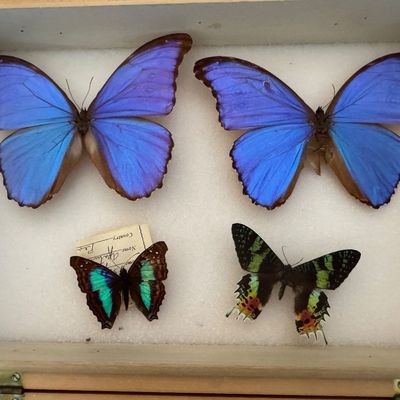 Sale Photo Thumbnail #89: Framed shadowbox displaying four preserved butterfly specimens, including two large iridescent blue morpho butterflies and two colorful swallowtail varieties.