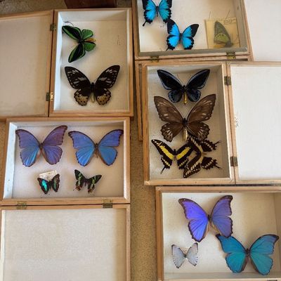 Sale Photo Thumbnail #80: Collection of entomological display shadow boxes featuring pinned taxidermy butterflies and moths, including iridescent blue morpho species.