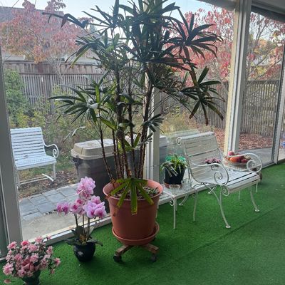 Sale Photo Thumbnail #100: Large potted lady palm plant on a rolling caddy, shown alongside smaller potted orchids, floral arrangements, and wrought iron patio furniture inside a sunroom.