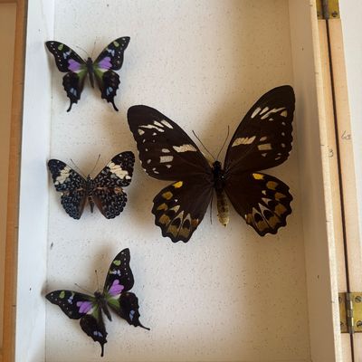 Sale Photo Thumbnail #82: Collection of four pinned butterfly specimens, including Graphium and Papilio species, displayed in a wooden shadowbox casing.