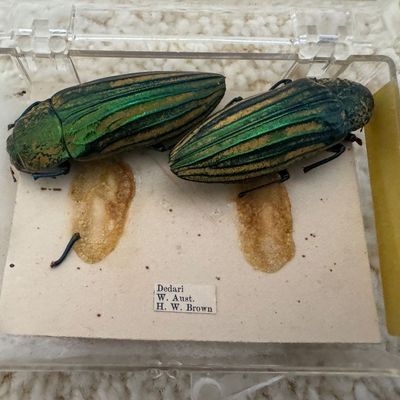 Sale Photo Thumbnail #92: Two preserved iridescent green jewel beetle specimens mounted inside a clear plastic display case with a location label.
