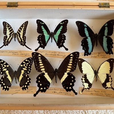 Sale Photo Thumbnail #84: Framed entomology display featuring six pinned African butterfly specimens with handwritten scientific labels inside a hinged wooden shadow box case.