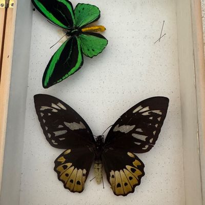 Sale Photo Thumbnail #90: Two pinned entomological butterfly specimens, including an iridescent green birdwing and a large dark birdwing, displayed in a light wood shadowbox frame.
