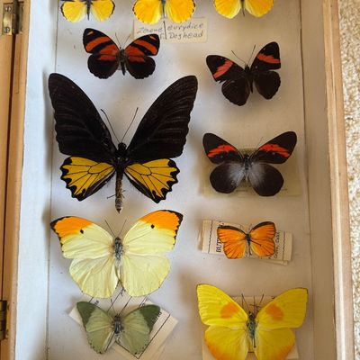 Sale Photo Thumbnail #85: Framed entomology display featuring various pinned butterfly specimens with hand-written identification labels inside a wooden shadow box.