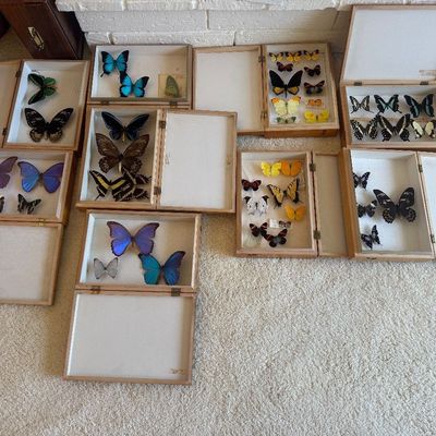 Sale Photo Thumbnail #79: Collection of mounted butterfly specimens housed in multiple hinged wooden display cases, including vibrant blue morpho and swallowtail species.