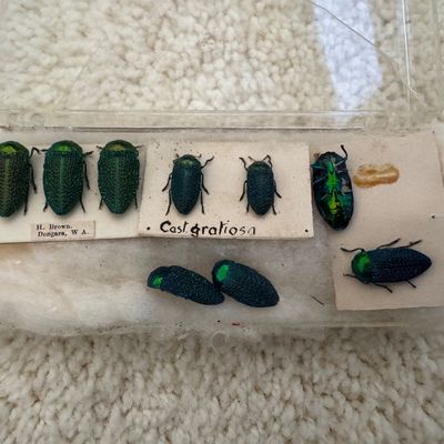 Sale Photo Thumbnail #91: Vintage clear plastic display case containing mounted metallic green iridescent beetle specimens with handwritten identification labels.