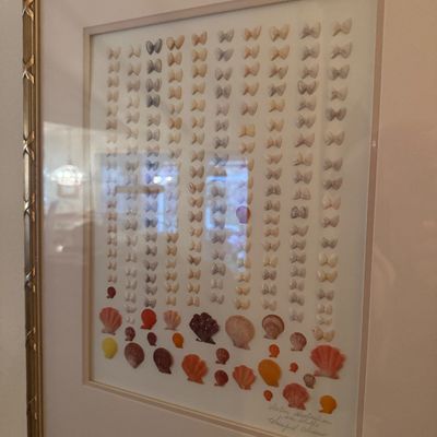 Sale Photo Thumbnail #57: Framed specimen display of small colorful sea shells arranged in neat vertical columns and clusters. Presented in a light pink mat board within a textured metallic silver-and-gold tone frame.