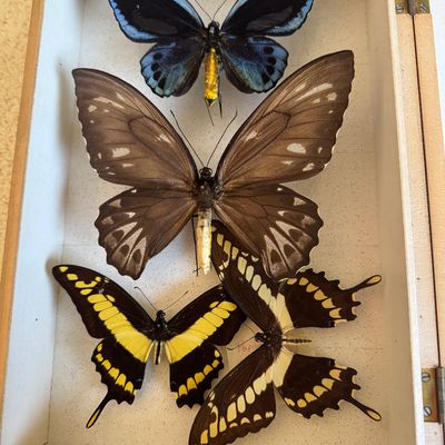 Sale Photo Thumbnail #86: Collection of four pinned butterfly taxidermy specimens displayed inside a wooden shadow box, including birdwing and swallowtail species.