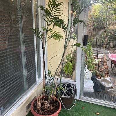 Sale Photo Thumbnail #95: Tall potted palm plant with multiple stalks, set in a terracotta-colored plastic planter on a patio.