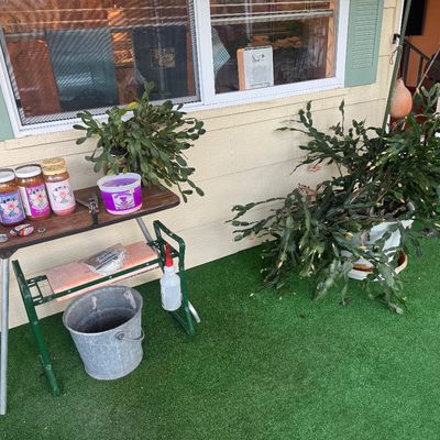 Sale Photo Thumbnail #102: Collection of gardening supplies on a small folding table, paired with a galvanized metal bucket and large potted Christmas cactus plants.