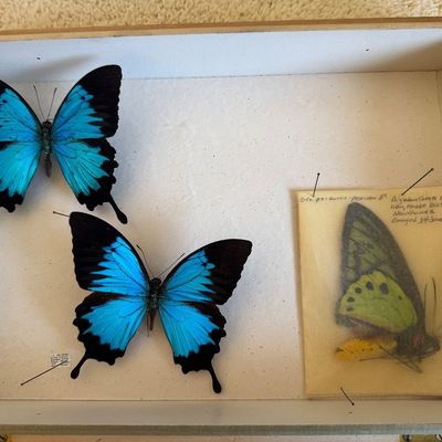 Sale Photo Thumbnail #88: Entomology display box featuring two pinned iridescent blue swallowtail butterflies and an additional packaged green butterfly specimen dated 1973.
