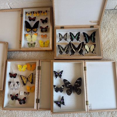 Sale Photo Thumbnail #81: Collection of entomology display cases featuring preserved, pinned butterfly specimens.