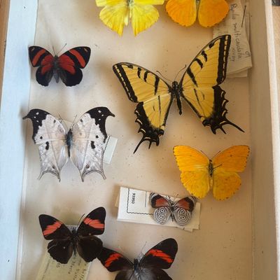 Sale Photo Thumbnail #83: Collection of pinned butterfly specimens housed in a shadow box, featuring various species including a yellow tiger swallowtail and several smaller colorful butterflies with original handwritten classification tags.