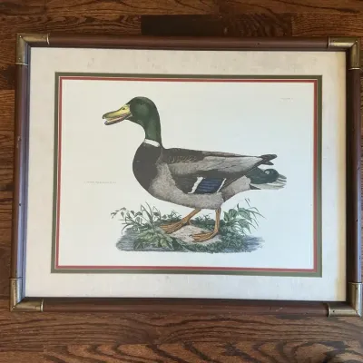 Common Male Duck