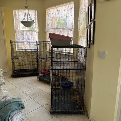 Sale Photo Thumbnail #43: Three large black wire pet crates with multi-level shelving, accompanied by plastic litter boxes.
