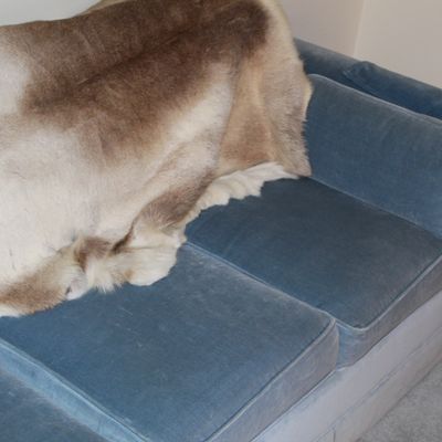 Sale Photo Thumbnail #36: Blue velvet upholstered sofa featuring structured seat cushions and bolster armrest, draped with a natural fur pelt throw.