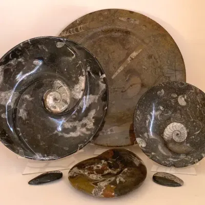 Orthoceras Fossils