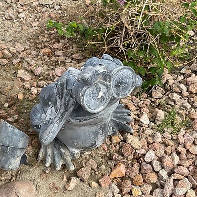 Sale Photo Thumbnail #29: Weathered concrete garden statue of a frog looking through binoculars, showing paint loss and surface distress.