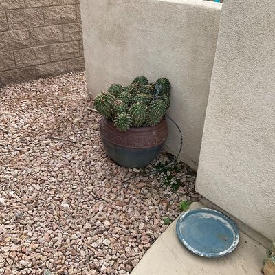 Sale Photo Thumbnail #22: Large cluster of barrel cacti in a decorative ceramic planter, shown in a gravel courtyard alongside garden decor.