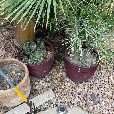 Sale Photo Thumbnail #38: Collection of outdoor potted succulents including cacti and pencil cactus in reddish ceramic planters.