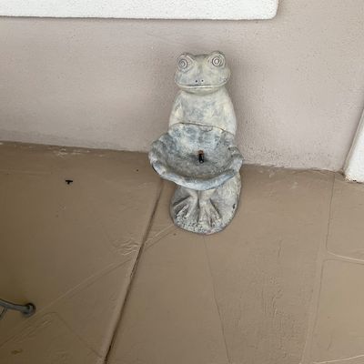 Sale Photo Thumbnail #13: Cast concrete frog garden statue featuring a shallow basin bowl held in front, with weathered grey finish.