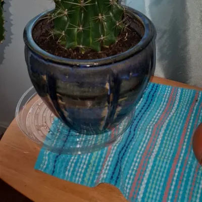 Sale Photo Thumbnail #127: Small barrel cactus planted in a glazed blue ceramic pot with a plastic drainage saucer, resting on a wooden side table.