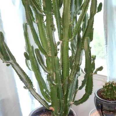 Sale Photo Thumbnail #128: Large potted Euphorbia trigona (African milk tree) cactus in a blue glazed ceramic planter, positioned indoors near a window.