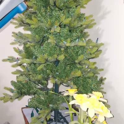 Sale Photo Thumbnail #131: Pre-lit artificial Christmas tree displayed on a wooden chest alongside a potted arrangement of artificial yellow daffodils.