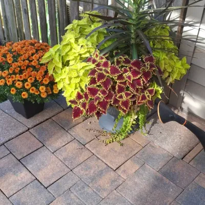 Sale Photo Thumbnail #64: Outdoor potted plants including an arrangement with Dracaena and Coleus, alongside a potted orange chrysanthemum on a brick patio.