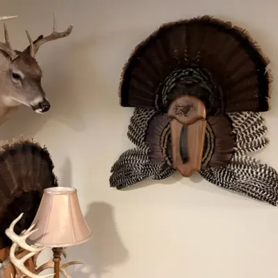 Sale Photo Thumbnail #342: Taxidermy