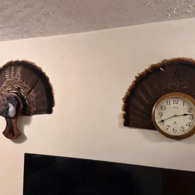 Sale Photo Thumbnail #339: Turkey taxidermy