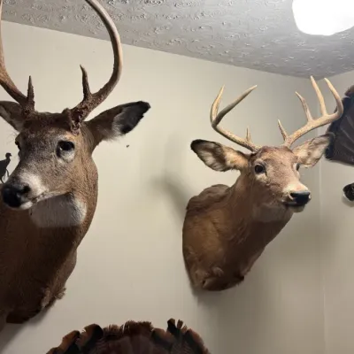 Sale Photo Thumbnail #338: Deer taxidermy
