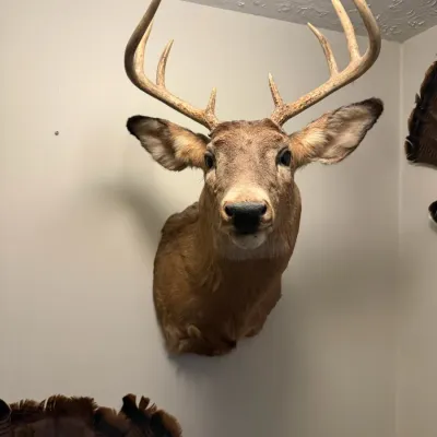 Sale Photo Thumbnail #197: Deer taxidermy wall mounted