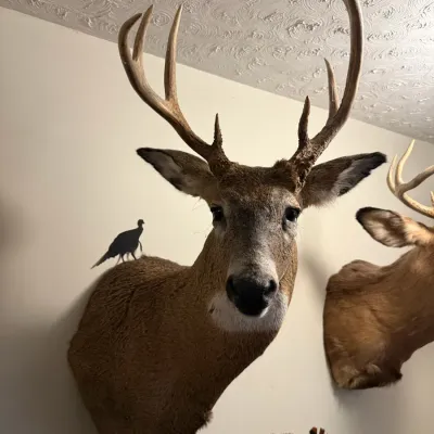 Sale Photo Thumbnail #196: Deer taxidermy wall mounted