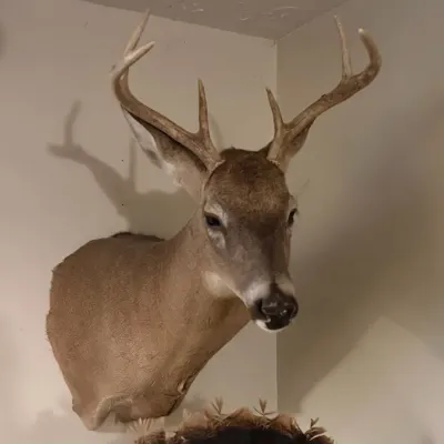 Sale Photo Thumbnail #341: Deer taxidermy