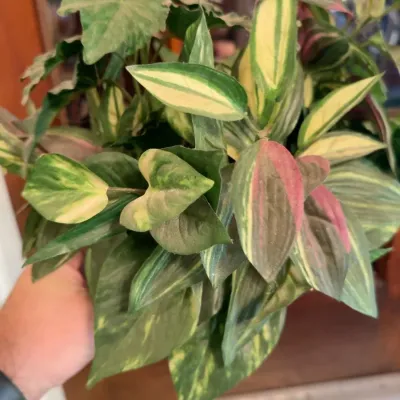 Sale Photo Thumbnail #78: Faux plant
