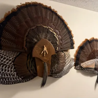 Sale Photo Thumbnail #194: Turkey taxidermy wall mount