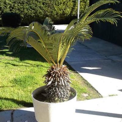 SAGO PALM